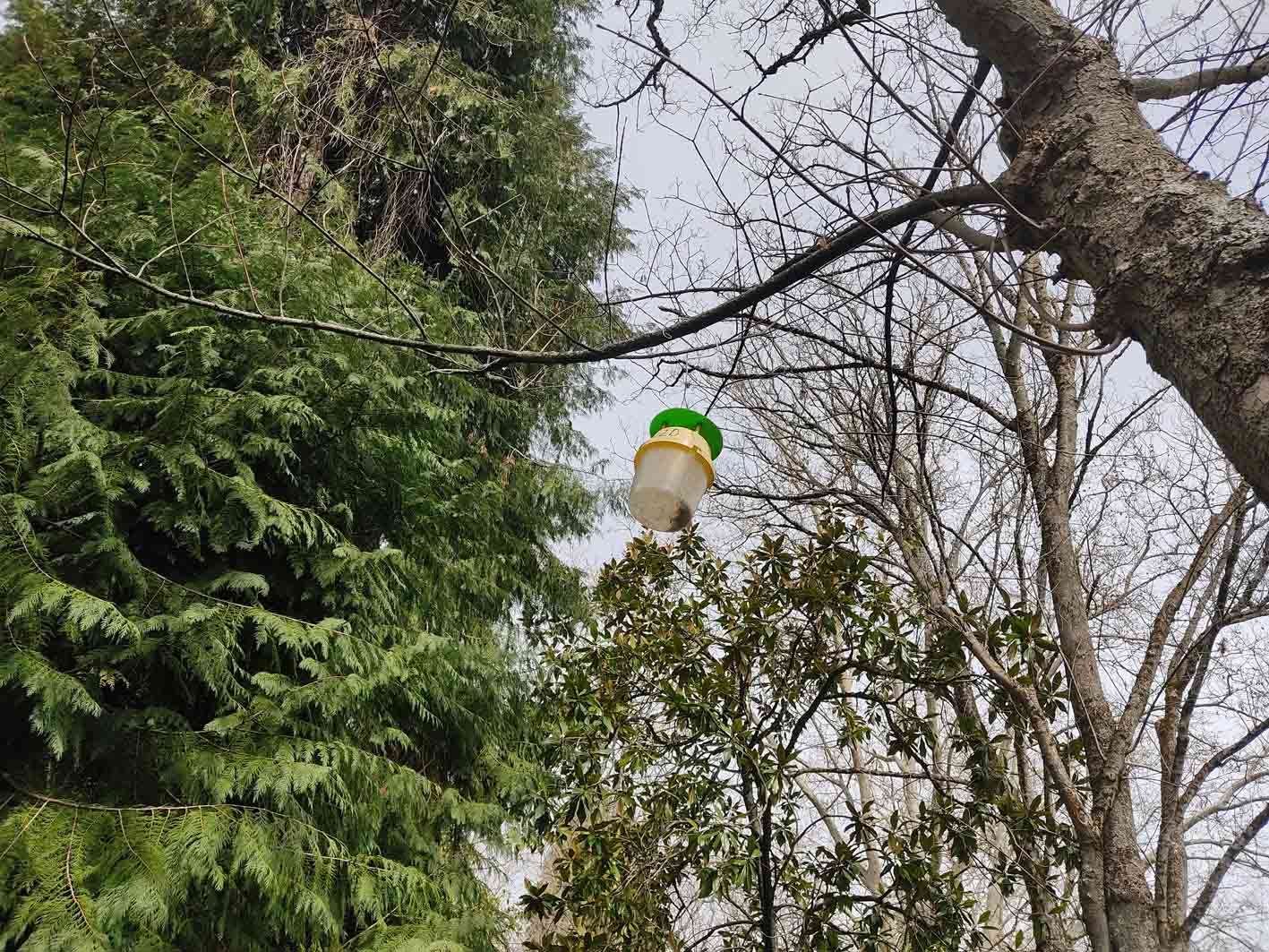 Procesionaria, polilla del boj y cameraria: el Ayuntamiento refuerza la inspección de las zonas verdes de la ciudad para controlar las plagas más frecuentes en primavera