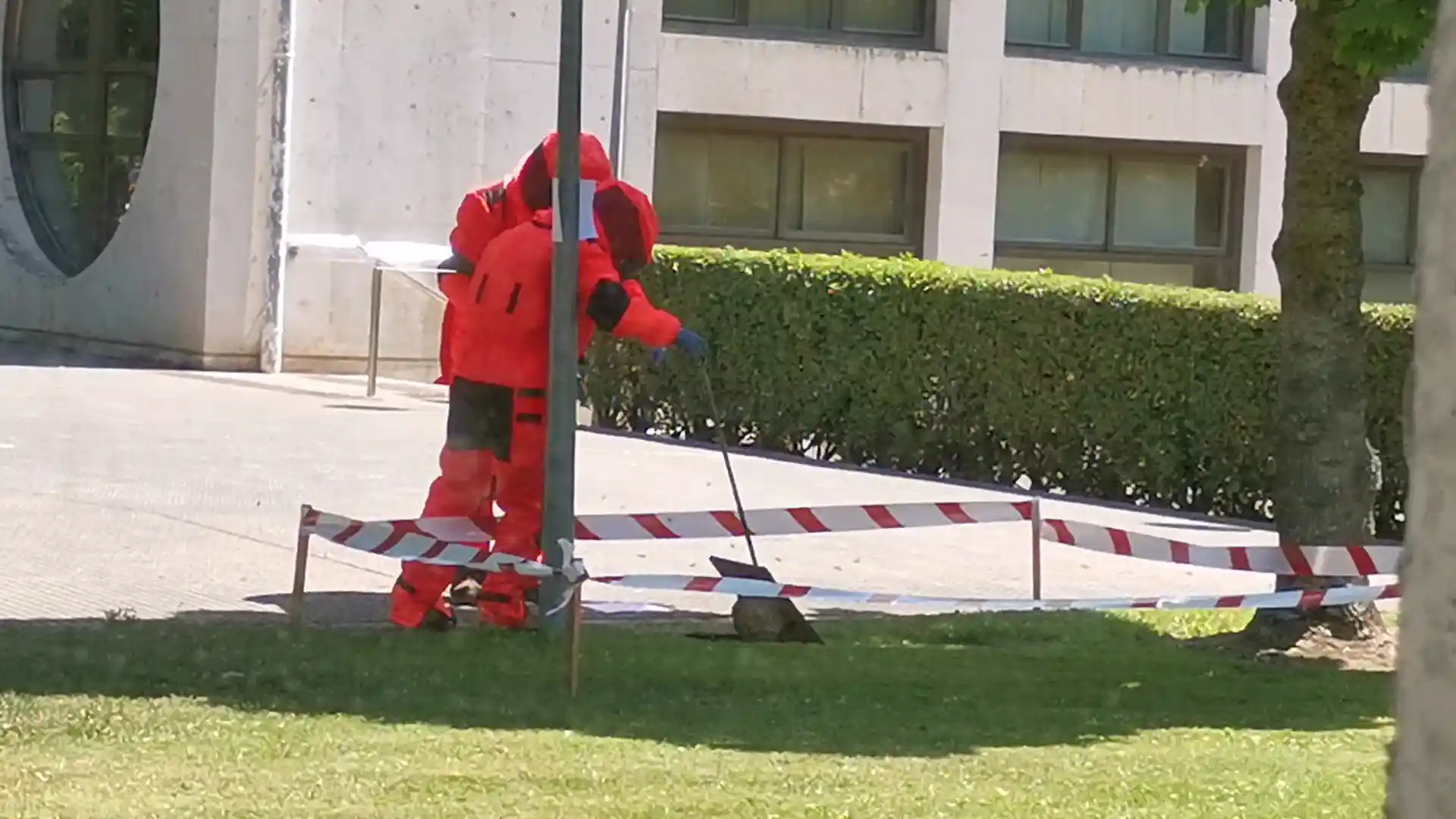 Las altas temperaturas de primavera-verano reducen de forma drástica en la ciudad los nidos de avispa asiática (Vespa velutina)