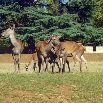 El Ayuntamiento de Pamplona organiza para el domingo 30 de abril un paseo botánico por el parque de Taconera, dentro de Biomaratón 2023