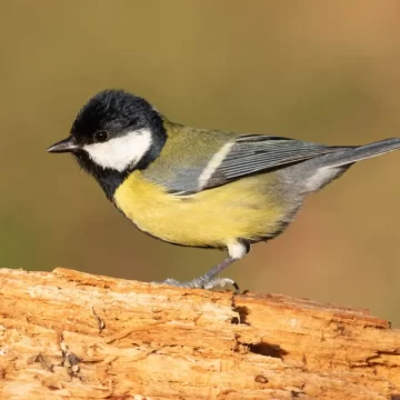 El gorrión común y la paloma bravía son las aves más comunes en Pamplona y los hábitats más ricos, los entornos de los ríos y los grandes parques