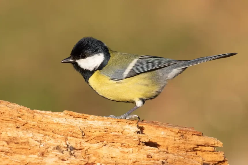 El gorrión común y la paloma bravía son las aves más comunes en Pamplona y los hábitats más ricos, los entornos de los ríos y los grandes parques