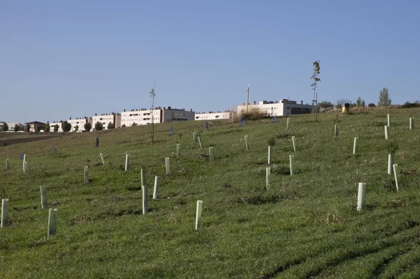 El Ayuntamiento de Pamplona da por terminada la creación del bosque ‘secuestrador de dióxido de carbono’ que durante los próximos 30 años crecerá en Agustinos