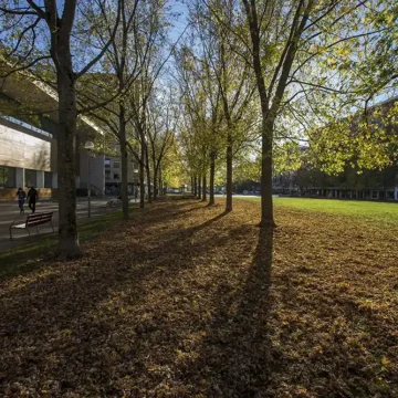 arboles boulevar iturrama