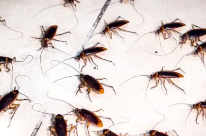 D4 Plagas - Control de plagas en Pamplona y Navarra